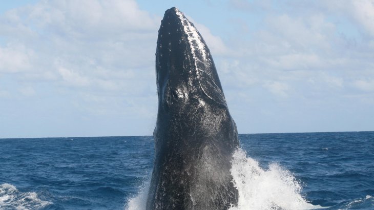 mb-N-wale-ECOA_1 Humpback Whales in the Eastern Caribbean