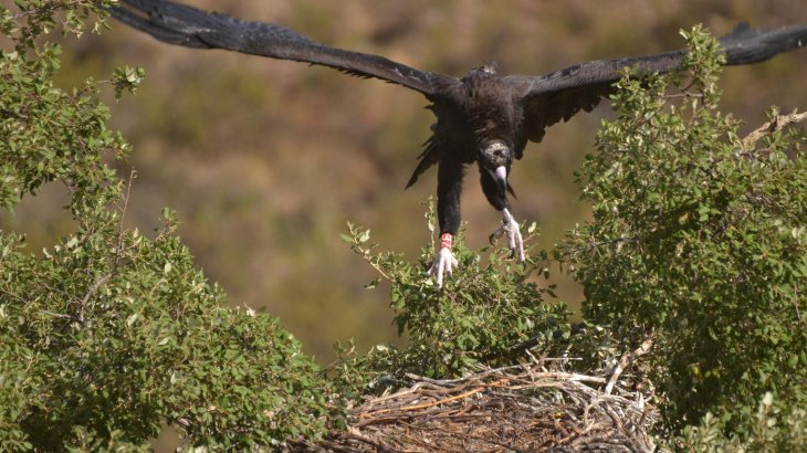 Black Vulture Recovery, South-Portugal.