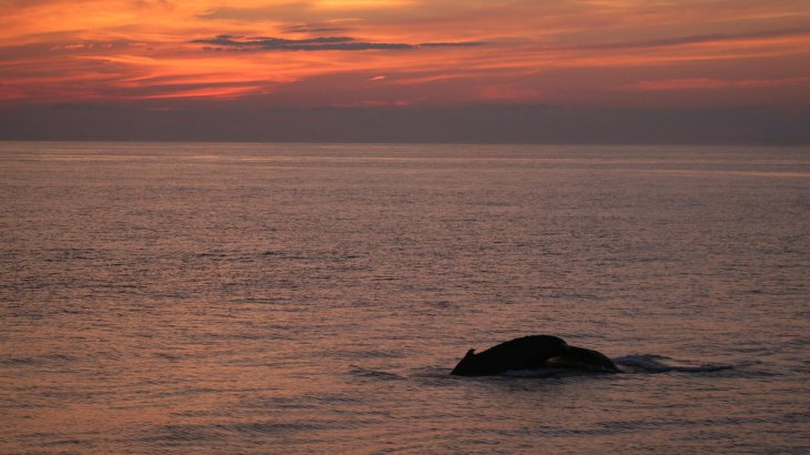 mb-N-Buckelwale-2 Humpback Whales in the Eastern Caribbean