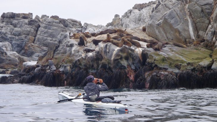 Die Natur Südamerikas bot Hoffmeister einmalige Momente: Hier traf sie auf eine Gruppe Seelöwen.