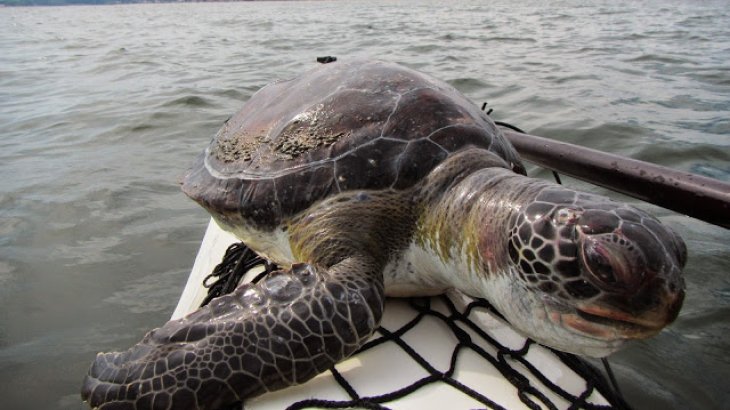 mb-Freya-14 Guten Tag, wie ist die Reise? Eine Schildkröte schaut auf dem Kajak vorbei.