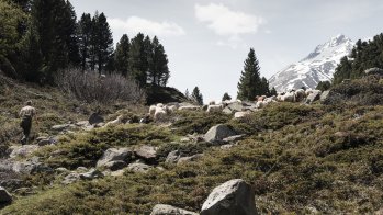 Paradise for people and animals: the mountains of South Tyrol.