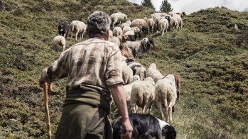 The shepherd drives the Tyrolean mountain sheep over the green slopes to the next pasture.