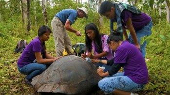Lokales Jugendprojekt: Schutz der Galapagos Riesenschildkröte