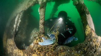 Tauchexpedition zur Meeresreinigung: Bruine Bank, Niederlande.