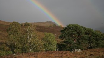 Rewilding the Highlands, Scotland