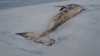 Neben beeindruckenden Begegnungen mit Tieren musste Hoffmeister auf ihrer Reise auch traurige Entdeckungen machen.