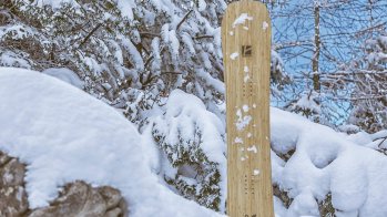 Gebogene Bambus-Stringer sind im Anticonf Board verarbeitet: Der Winner Hardware Winter.
