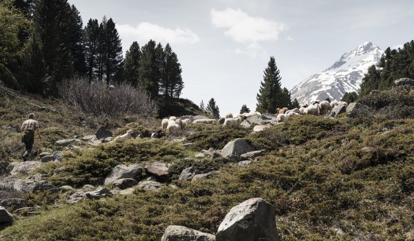 Paradies für Mensch und Tier: Die Berge Südtirols.
