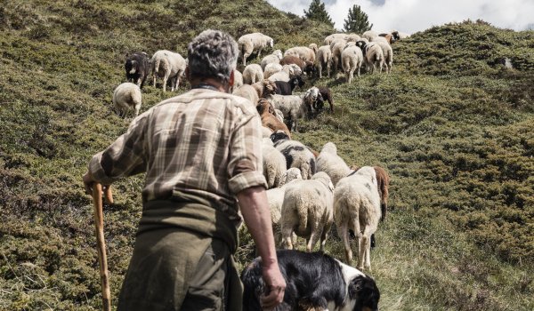 The shepherd drives the Tyrolean mountain sheep over the green slopes to the next pasture.