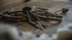 The shepherd's hand tools.