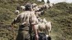 The shepherd drives the Tyrolean mountain sheep over the green slopes to the next pasture.