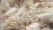 Because of their outstanding properties, people have been using wool for centuries.