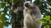 Schutz des Seidensifakas und des Roten Varis, Madagaskar.
