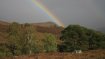 Rewilding the Highlands, Scotland