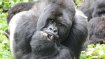 Saving Mountain Gorillas, Rwanda