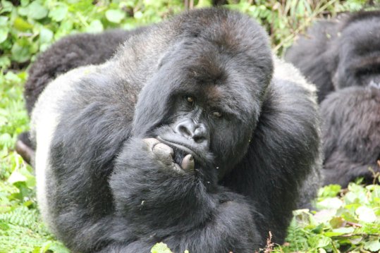 mb-Gorilla2 Rettung des Berggorillas, Ruanda.