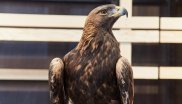 Bekanntester Vogel der Sportbranche: Drohnen-Adler Sky auf der ISPO MUNICH 2016