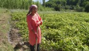 Conserving Central Asia's Ancient Fruit and Nut Forests