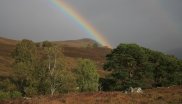 Rewilding the Highlands, Scotland