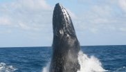 Humpback Whales in the Eastern Caribbean