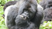 Saving Mountain Gorillas, Rwanda