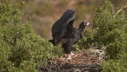 Black Vulture Recovery, South-Portugal. 