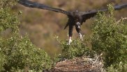 Black Vulture Recovery, South-Portugal.