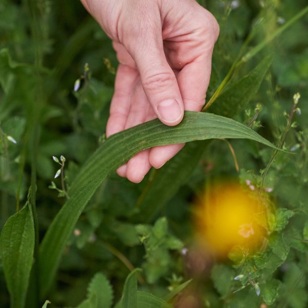 Foraging: Nahrungssuche auf heimischen Wiesen