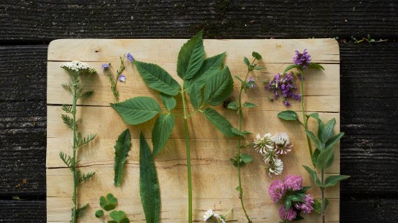 Result of the hike: a board with edible herbs 