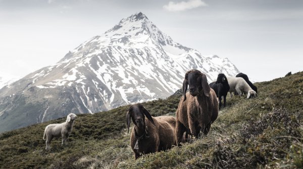 Die Tiroler Bergschafe bieten die ideale Wolle für die neue Alpine-Wool-Linie von Salewa.