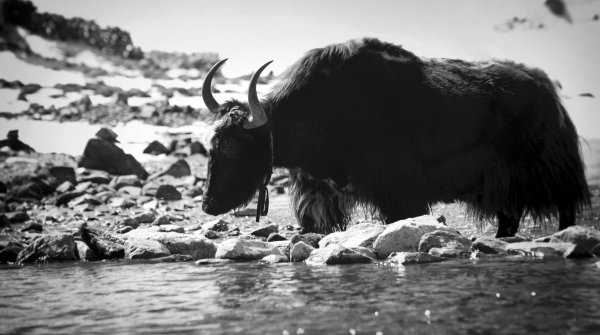 Das Yak und der Himalaya – das steht für BLACKYAK