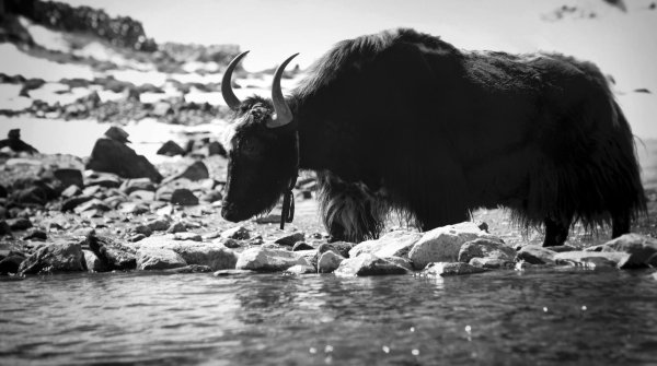 The Yak is the sign for BLACKYAK