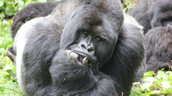 Rettung des Berggorillas, Ruanda.