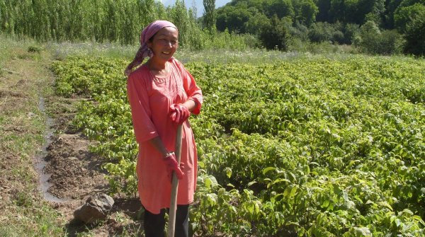 Erhaltung antiker Frucht- und Nusswälder, Zentral Asien.