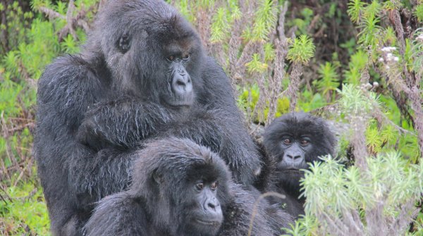 Saving Mountain Gorillas, Rwanda