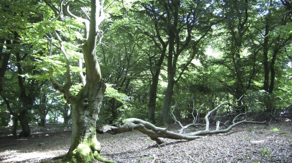 Wandern in Hessen – Verwunschener Kellerwald 