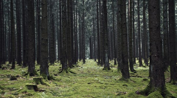 Abenteuer-Spielplatz Wald – Wandern mit Kindern im Saarland.