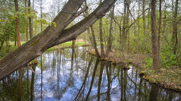 Mit Bibern und Kranichen wandern – an den Flussläufen des Spreewalds 