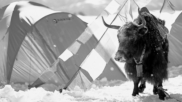 A ‘crazy cow’: the South Korean brand sees its roots as being right where the yaks live. Technical high-end gear is required to survive in the harsh environment of the Himalayas.