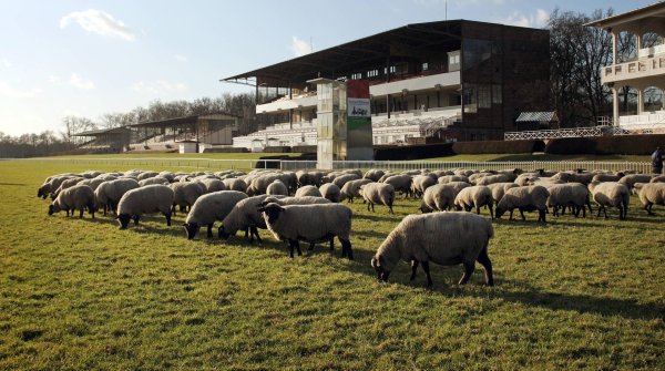 Merino Wool comes from the Merino sheep. It is mainly produced in New Zealand or Australia.