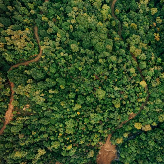 Rainforest