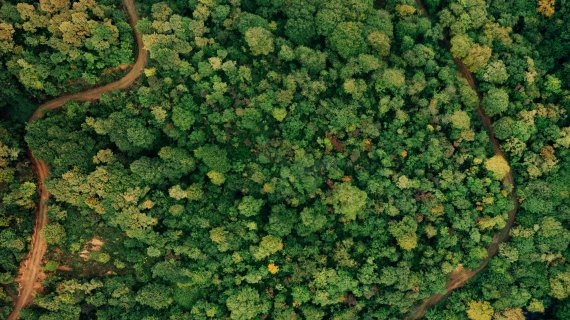 Rainforest