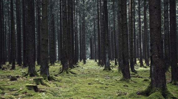 Abenteuer-Spielplatz Wald – Wandern mit Kindern im Saarland.
